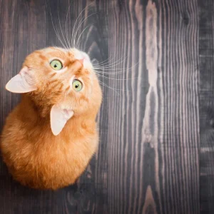 Tischsetmacher.de Schreibtischunterlage „Orange Katze“ In Orange (L)60 X (B)40 8