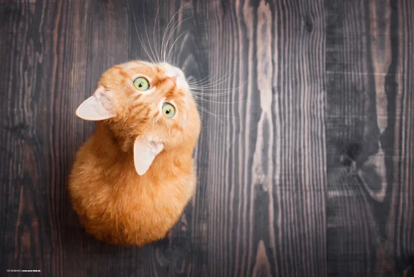 Tischsetmacher.de Schreibtischunterlage „Orange Katze“ In Orange (L)60 X (B)40 3